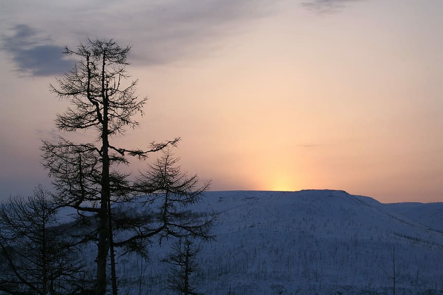 Sunset, Mountains, Larch, Winter, evening, landscape, nature HD wallpaper