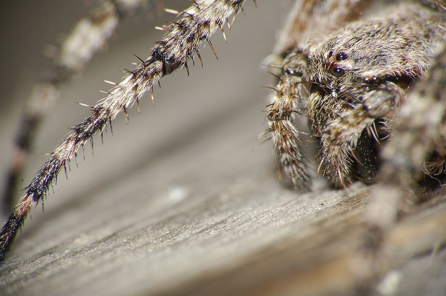 Macro, Spider, Arthropod, Insect, pókszemek, hair, arachnid HD wallpaper