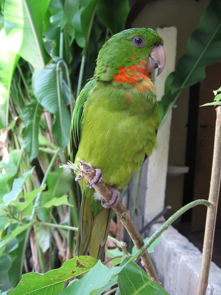 perico, green, parrot, copan, animal themes, bird, vertebrate HD wallpaper