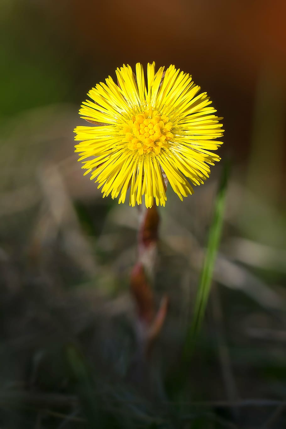 coltsfoot, flower, spring, nature, yellow, dandelion, plant HD wallpaper