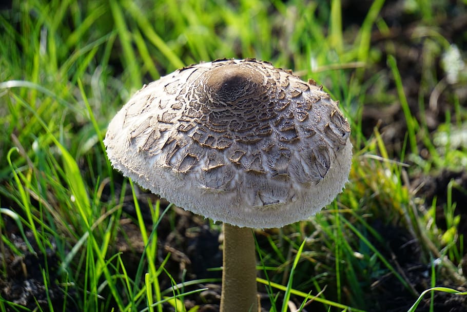 mushroom, nature, meadow, plant, fungus, growth, close-up, food HD wallpaper