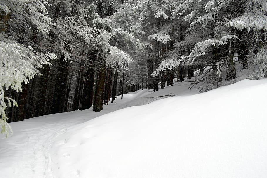 trees covered with snows on mountain cliff, winter, scene, wonderland, HD wallpaper