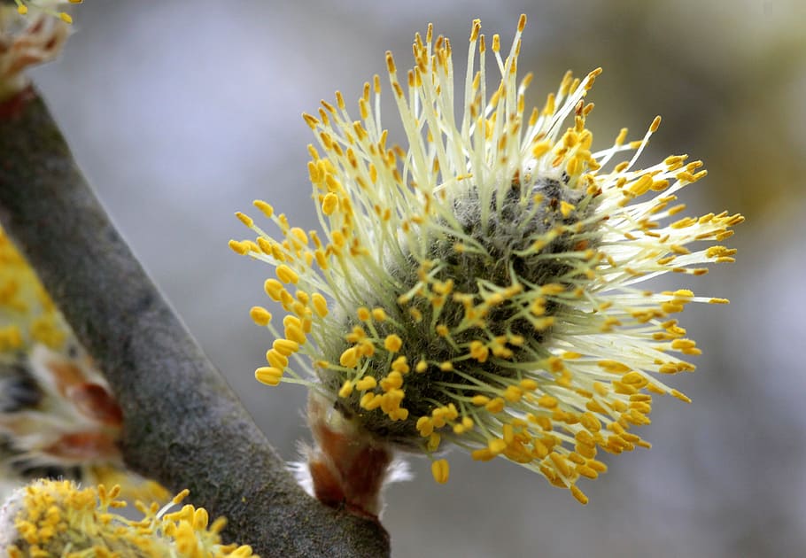 pussy willow, bloom, spring, hope, signs of spring, branch HD wallpaper