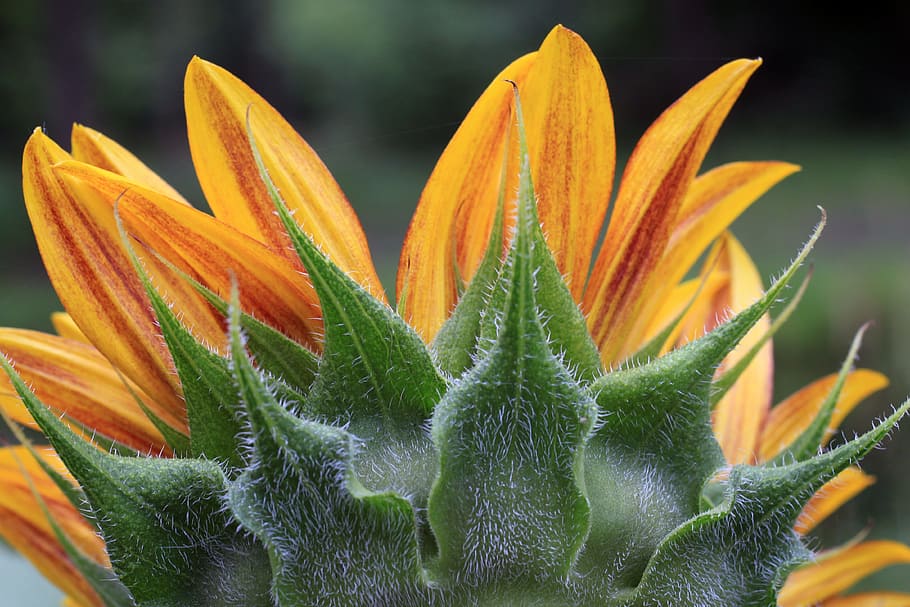 sunflower, petals, head, back, backside, green, yellow, copy space HD wallpaper
