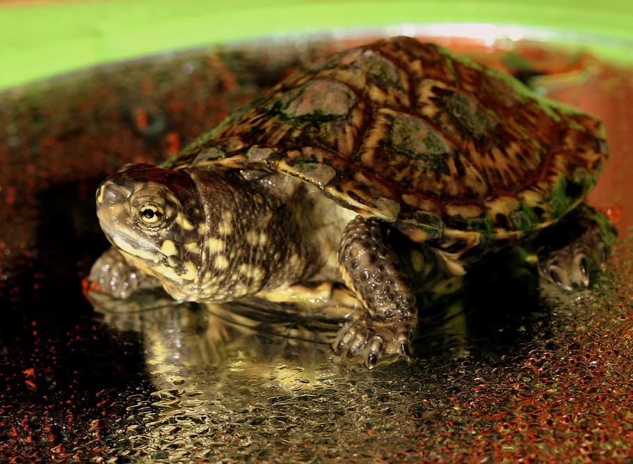 turtle, little, reptile, animal themes, one animal, animal wildlife HD wallpaper