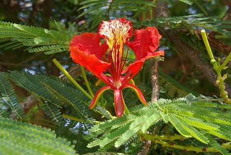 Flamboyant, Blossom, Bloom, Red, Leaves, tree, delonix regia HD wallpaper