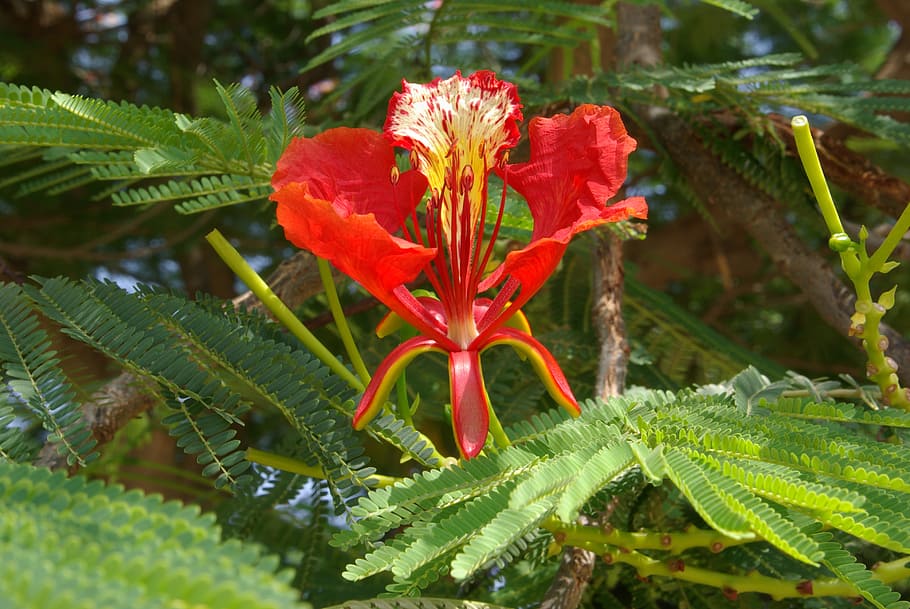 Flamboyant, Blossom, Bloom, Red, Leaves, tree, delonix regia HD wallpaper