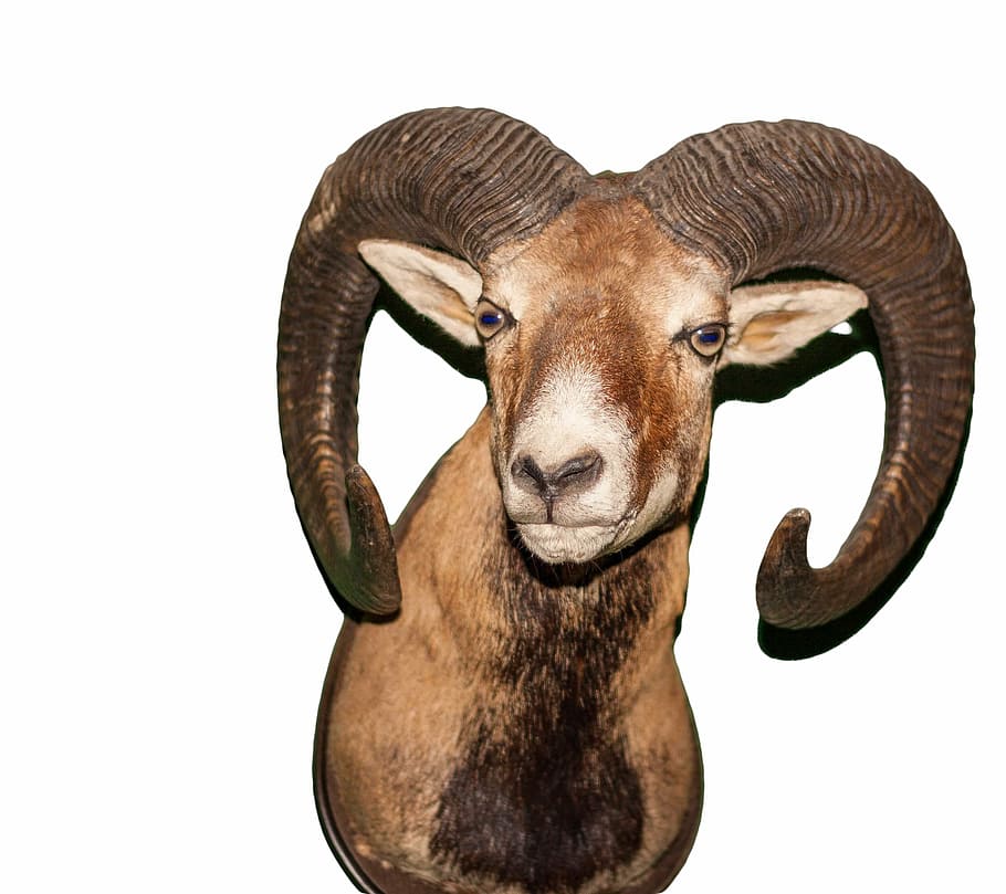 HD wallpaper: aries, animal, bock, horns, ram, mammal, ungulate, head,  mountain animals | Wallpaper Flare