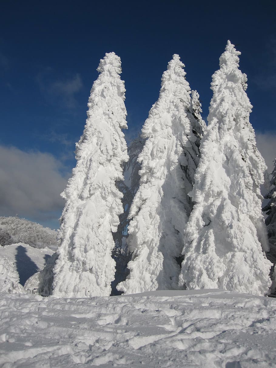 green leaf trees covered by snow under blue sky at daytime HD wallpaper