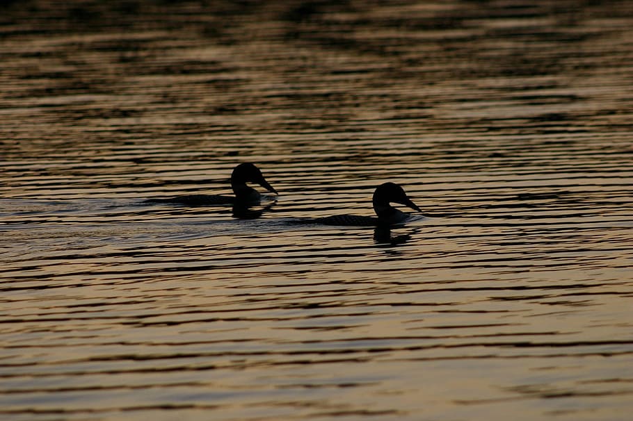 Ducks, Lake, Loons, Pond, Bird, Wildlife, swimming, outdoor HD wallpaper