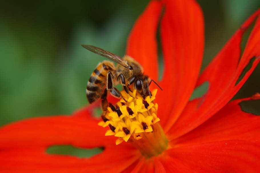 bee, pollination, pollen, petals, stamens, garden, botany, nature HD wallpaper