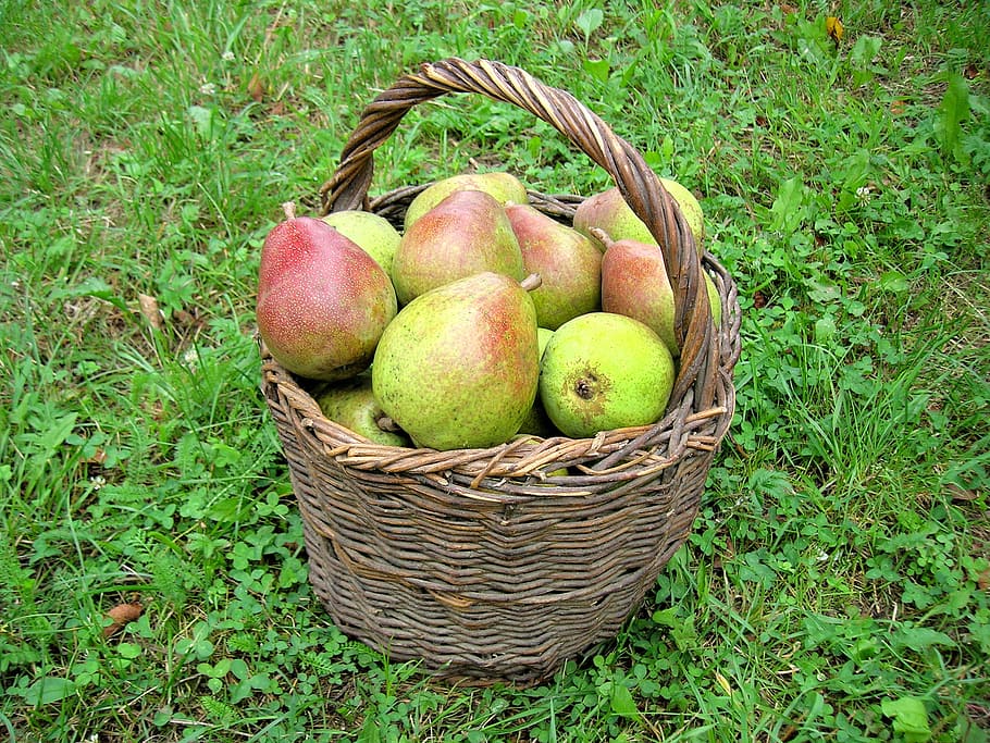 pears, harvest, fruit, healthy eating, basket, container, food and drink HD wallpaper