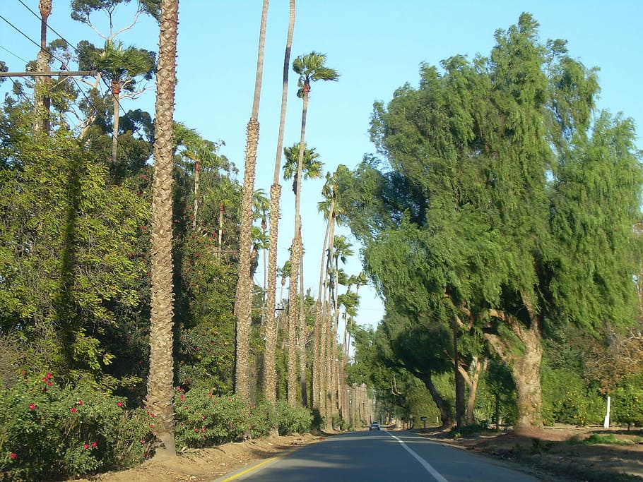 Victoria Avenue Lined by trees in Riverside, California, photos HD wallpaper