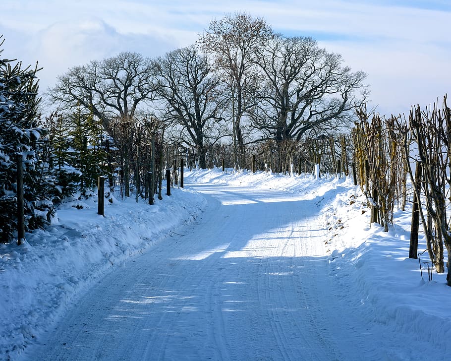 Winter, Snow, Away, Road, Wintry, Bushes, trees, white, cold HD wallpaper