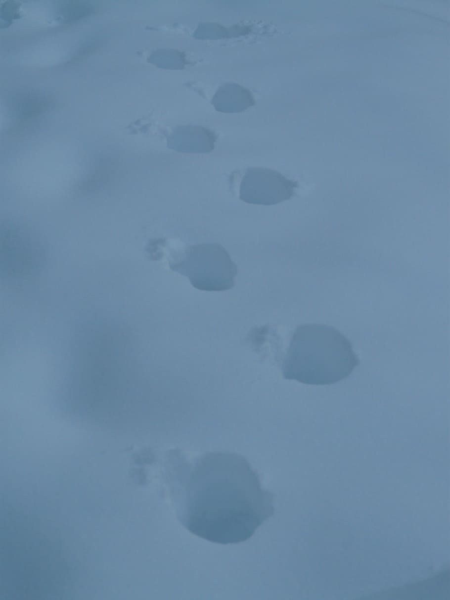snow lane, trace, trudge, cold, winter, reprint, track, no people HD wallpaper
