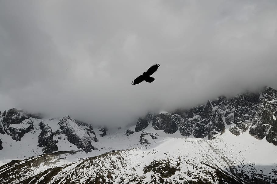 Bird Flying Over Mountains, black eagle flying over highland, HD wallpaper
