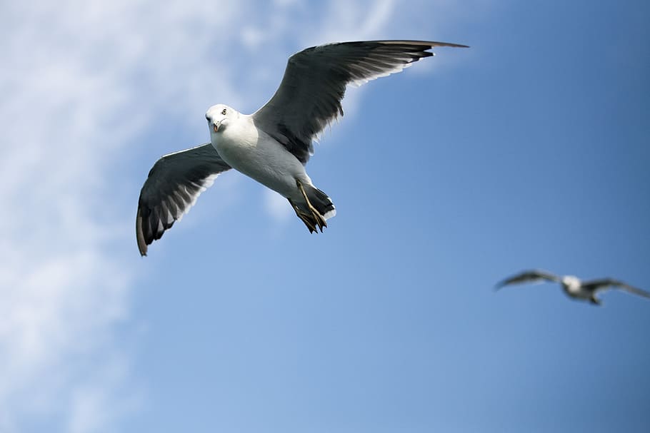 seagull, times, fly, sky, sea birds, flying, animal, animal themes HD wallpaper