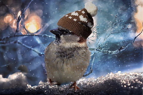 white bird wearing brown knit hat, sparrow, birds, sperling HD wallpaper