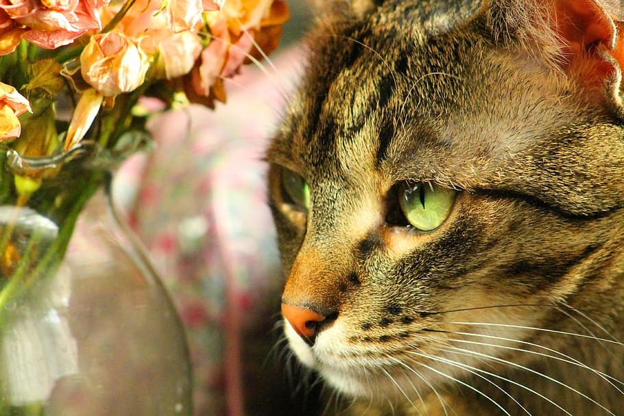 focus photography of gray tabby cat, peaceful, relax, eye, mustache, HD wallpaper