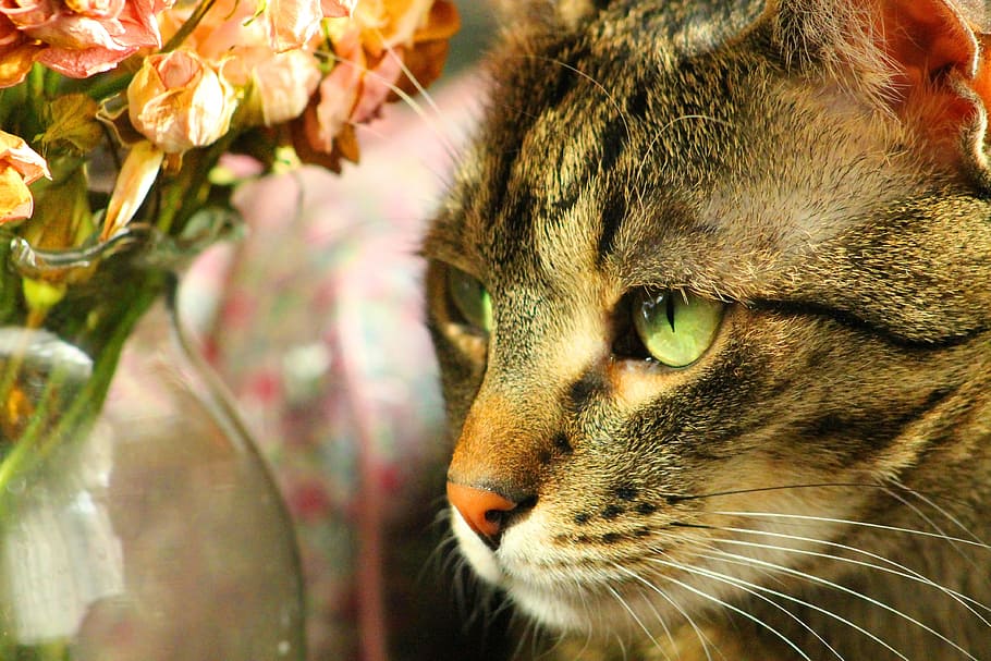 focus photography of gray tabby cat, peaceful, relax, eye, mustache HD wallpaper