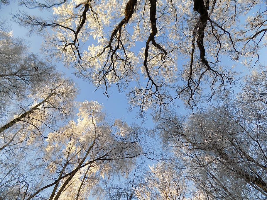 Frost, Cold, Frozen, Trees, sky, low angle view, nature, no people HD wallpaper