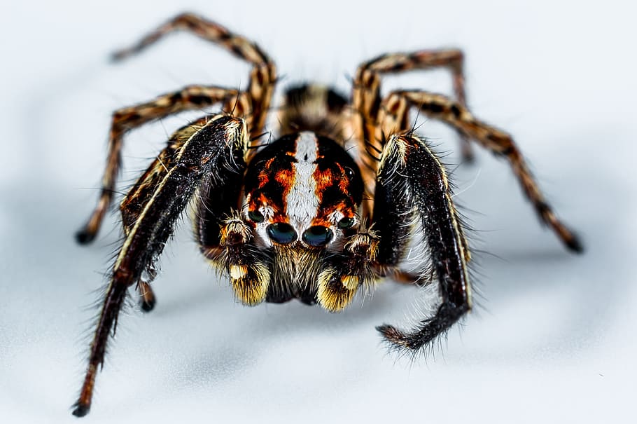 jumping spider, small spider, insect, close, invertebrate, animal HD wallpaper