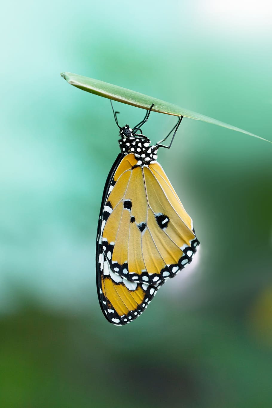 insect, butterfly, macro, nature, green, invertebrate, animal themes HD wallpaper