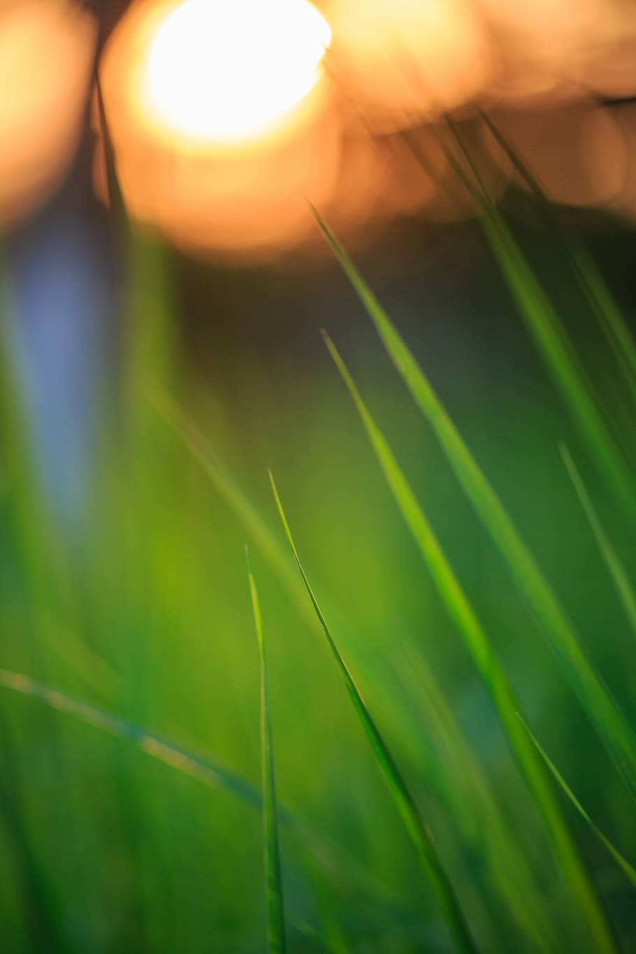 Sunset, Grass, Twilight, growth, nature, green color, plant HD wallpaper