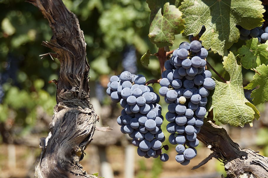 grape, blue, fruit, wine harvest, grapevine, wine-growing nature HD wallpaper