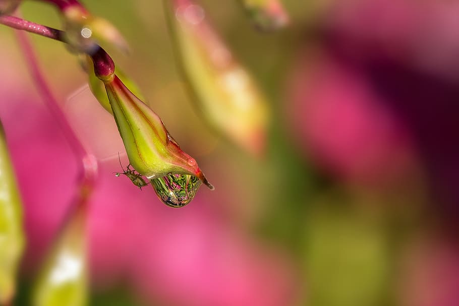 balsam, dew, dewdrop, insect, probe, morgentau, drop of water HD wallpaper