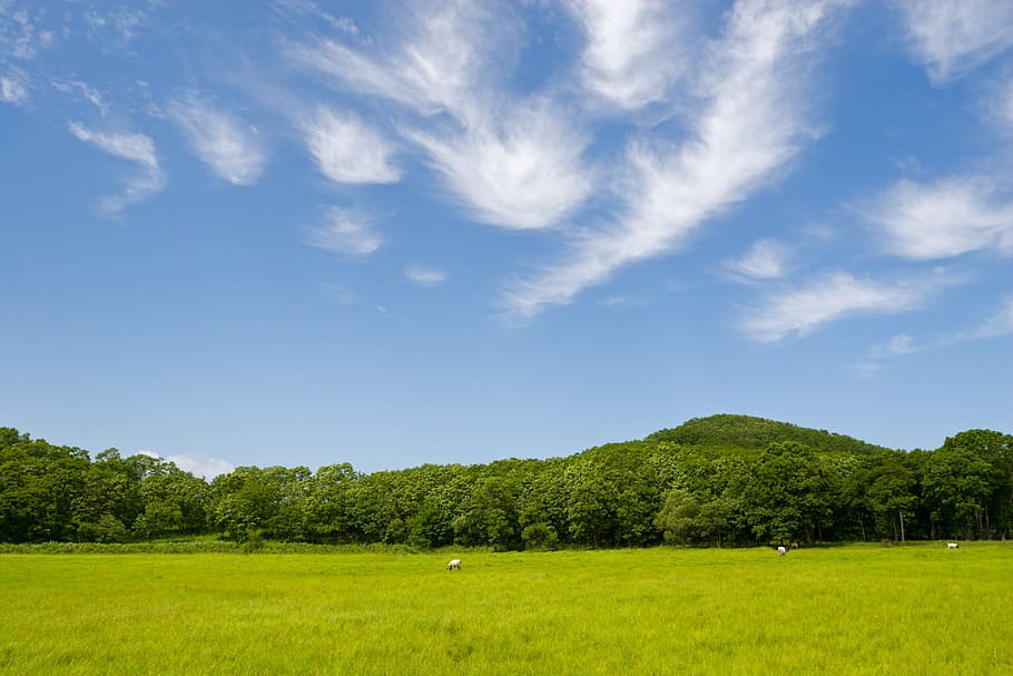 sky, cloud, blue sky, plant, environment, landscape, grass HD wallpaper