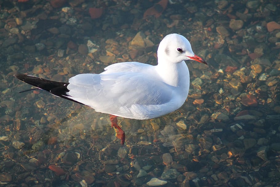 seagull, bird, animals, water, animal themes, vertebrate, animal wildlife HD wallpaper