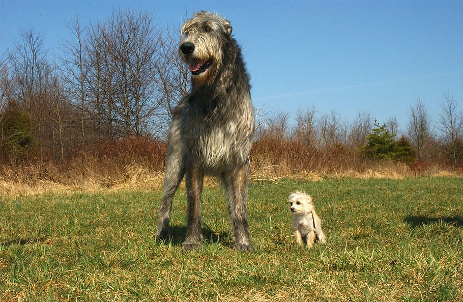 adult Scottish deerhound with Maltese on grass field, irish wolfhound, HD wallpaper