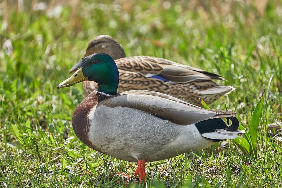 ducks, pair, bird, animal world, nature, animal themes, animal wildlife HD wallpaper