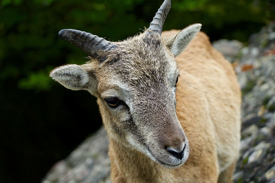 nature, animals, billy goat, mammal, wildlife, horned, deer HD wallpaper