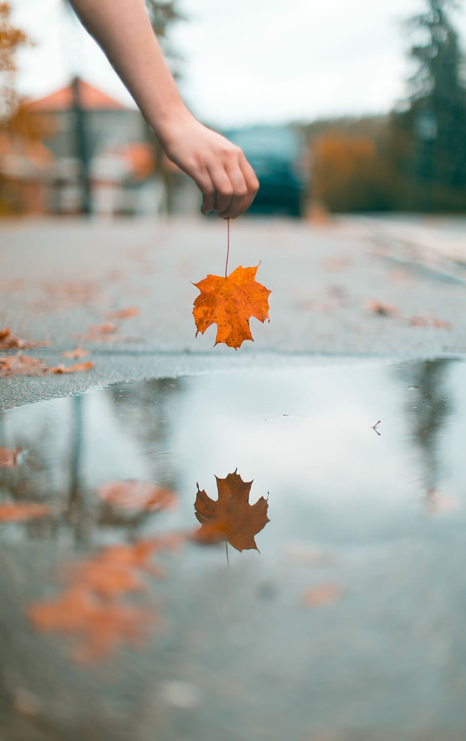 person holding maple leaf above water, person holding dried leaf HD wallpaper