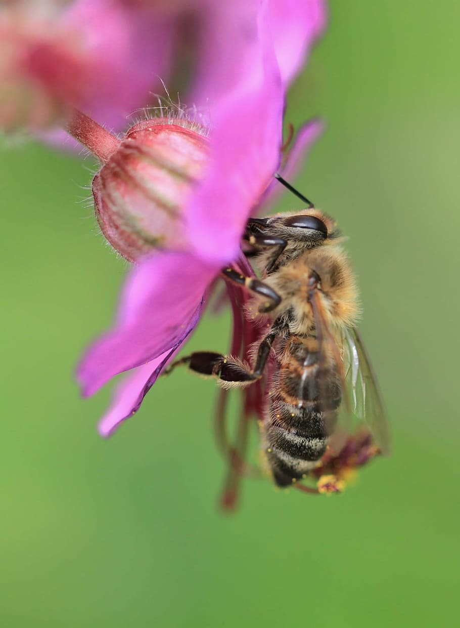 bee, macro, flower, blossom, bloom, insect, plant, pollination HD wallpaper