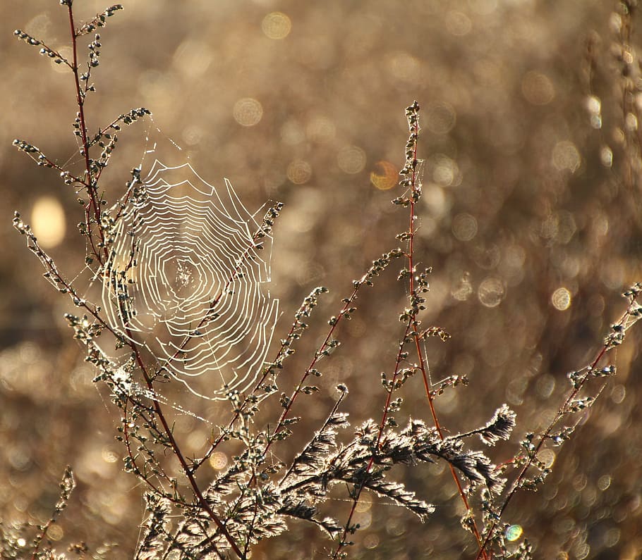 white spiderweb, cobweb, dew, moist, dewdrop, close, network HD wallpaper