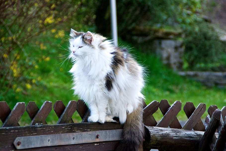 cat, adidas, mieze, climb, animal, profile, animals, fence HD wallpaper
