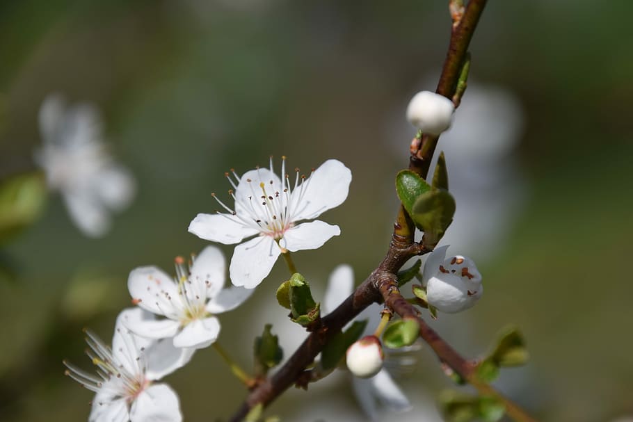 Blossom, Bloom, Close, Macro, flower, white color, growth, nature HD wallpaper