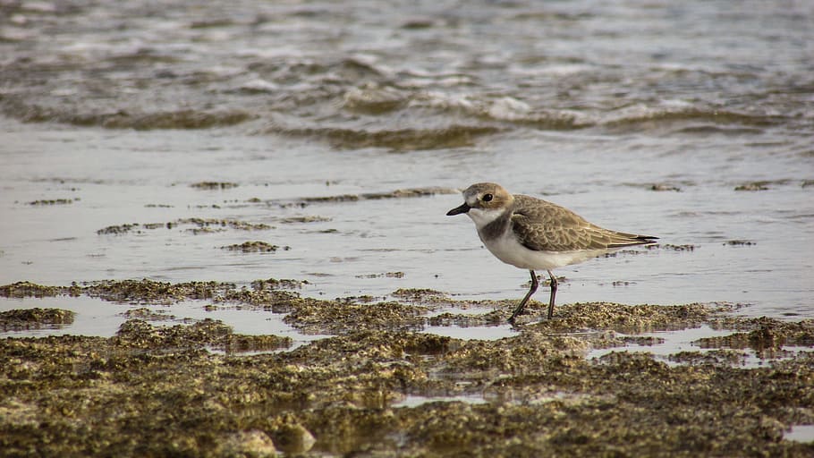 Stint, Seabird, Migratory, Nature, Wild, fauna, ecosystem, animal HD wallpaper