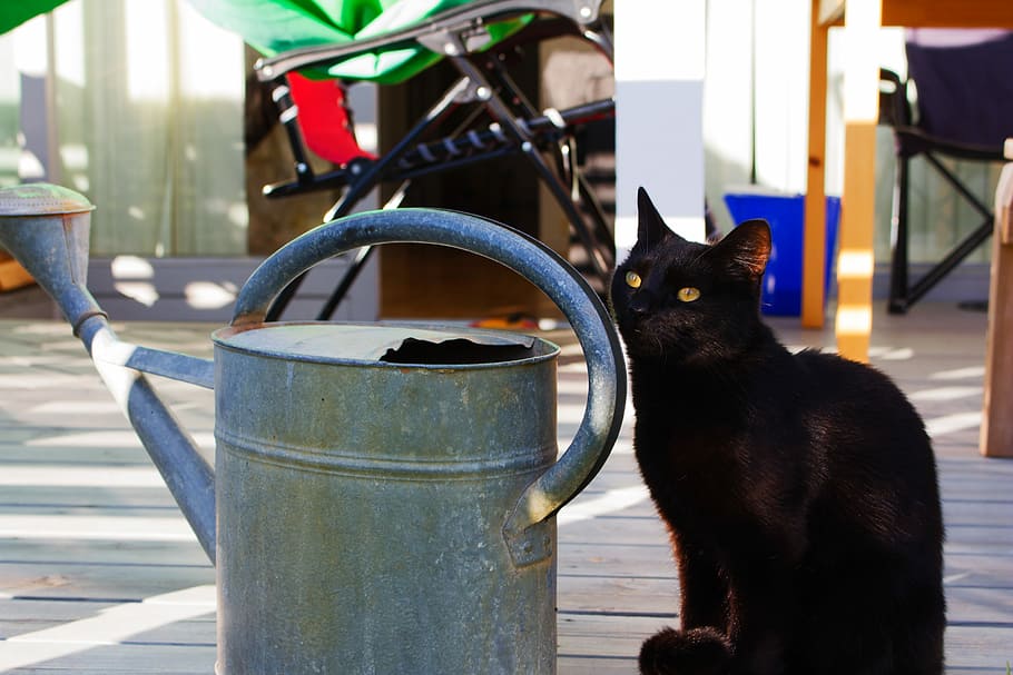 Cat, Kitten, Watering Can, Cute, black, pet, animal, kitty HD wallpaper