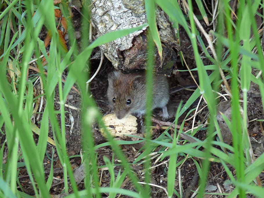 field mouse, nature, animal themes, one animal, mammal, plant HD wallpaper