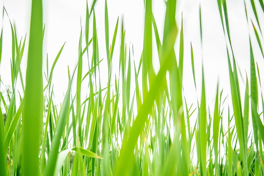 grass, sun, nature, summer, green, field, meadow, sunny, environment HD wallpaper