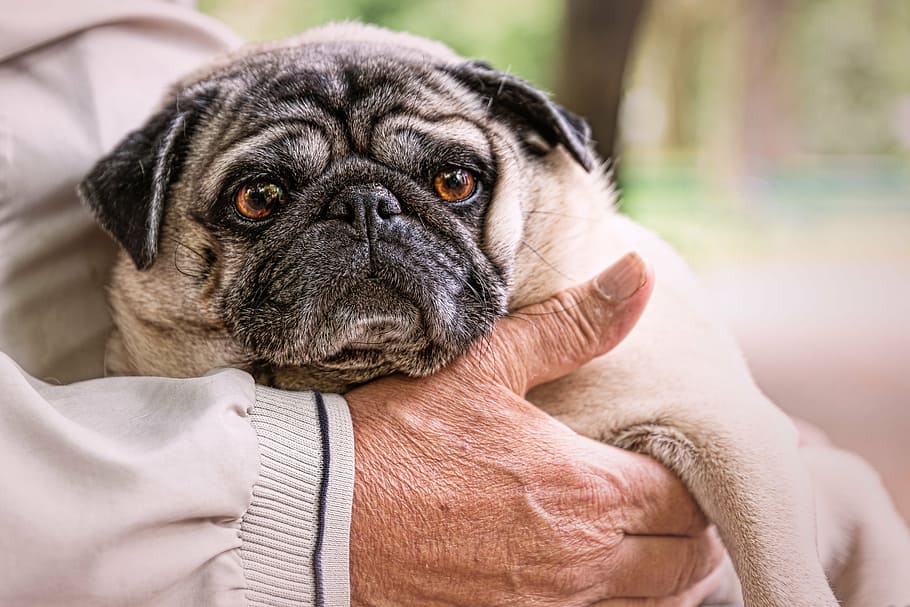 person holding fawn pug, old man, park, dog, character, animal HD wallpaper