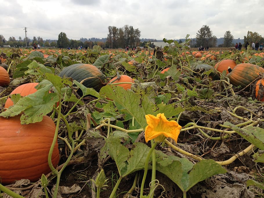Pumpkin, Halloween, autumn, vegetable, agriculture, nature HD wallpaper