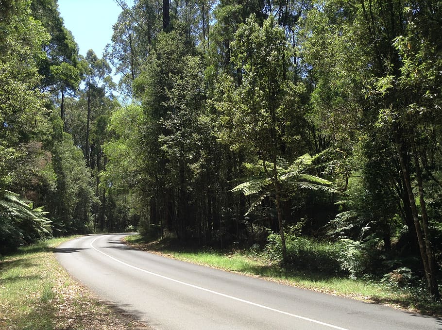 road, forest, australia, tree, plant, transportation, direction HD wallpaper