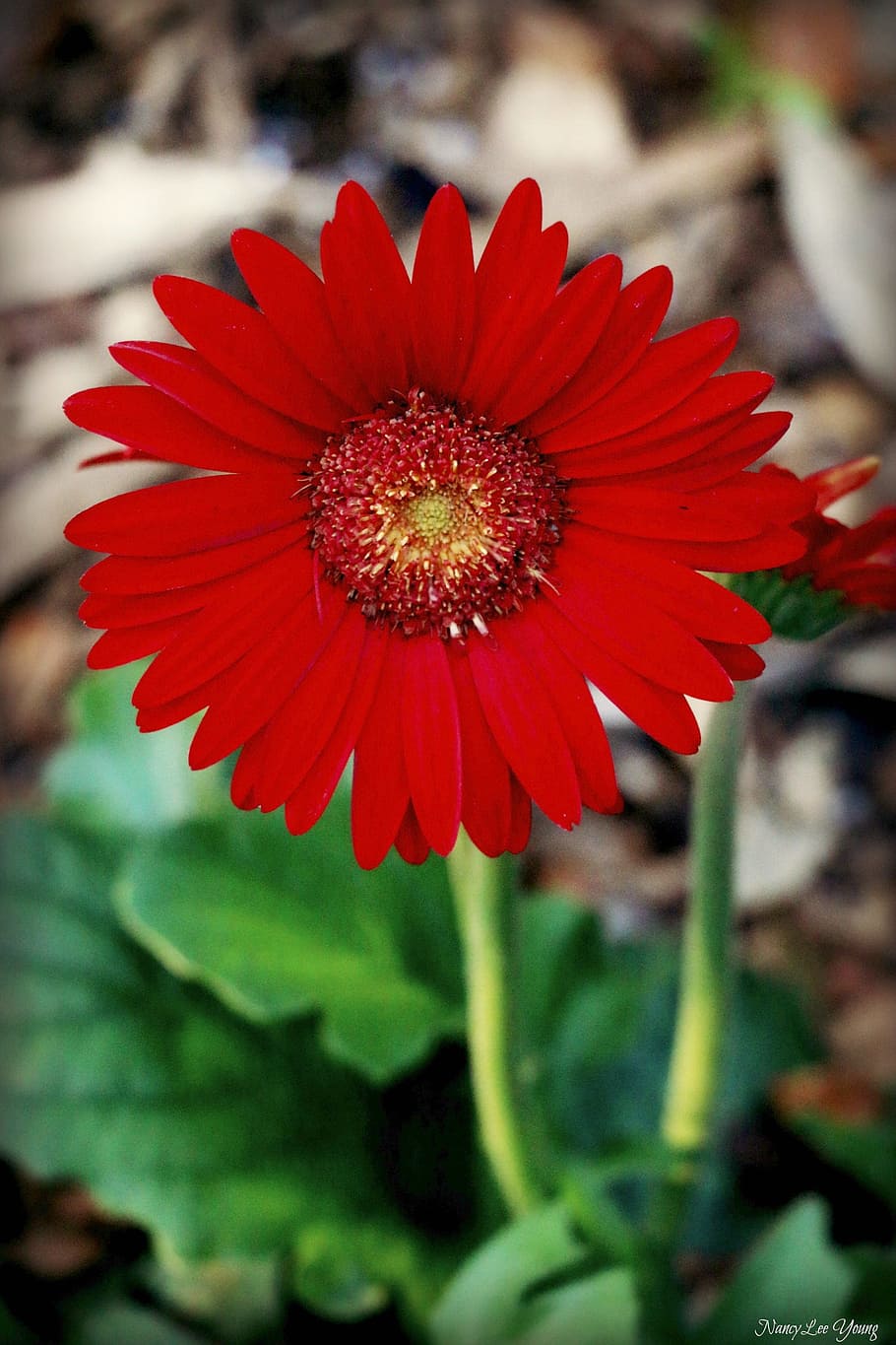 daisy, flower, red, gerbera, floral, nature, bloom, color, plant HD wallpaper