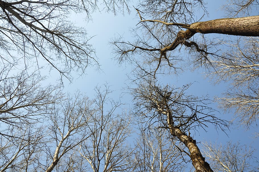 forest, trees, drava, spring, nature, plant, low angle view HD wallpaper