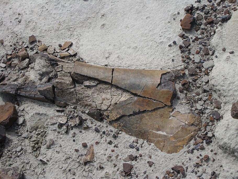 fossil, dino, jurassic, dinosaur, bone, extinct, paleontology HD wallpaper